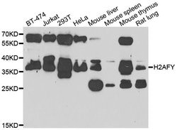 Invitrogen Histone Macro-H2A.1 Polyclonal Antibody 100 &mu;L; Unconjugated:Antibodies,