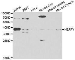 Invitrogen Histone Macro-H2A.1 Polyclonal Antibody 100 &mu;L; Unconjugated:Antibodies,