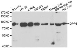 Invitrogen DPP3 Polyclonal Antibody 100 &mu;L; Unconjugated:Antibodies,
