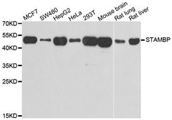 Invitrogen STAMBP Polyclonal Antibody 100 &mu;L; Unconjugated:Antibodies,