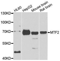 Invitrogen MTF2 Polyclonal Antibody 100 &mu;L; Unconjugated:Antibodies,