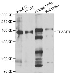 Invitrogen CLASP1 Polyclonal Antibody 100 &mu;L; Unconjugated:Antibodies,