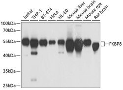 Invitrogen FKBP8 Polyclonal Antibody 100 &mu;L; Unconjugated:Antibodies,