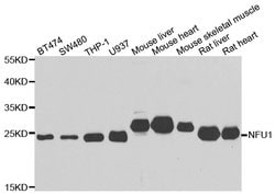 Invitrogen NFU1 Polyclonal Antibody 100 &mu;L; Unconjugated:Antibodies,