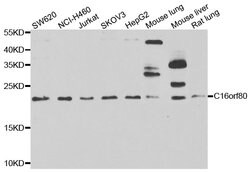 Invitrogen GTL3 Polyclonal Antibody 100 &mu;L; Unconjugated:Antibodies,