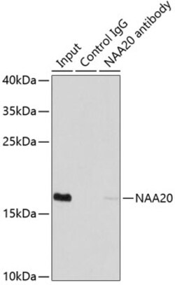 Invitrogen NAA20 Polyclonal Antibody 100 &mu;L; Unconjugated:Antibodies,
