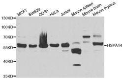 Invitrogen HSPA14 Polyclonal Antibody 100 &mu;L; Unconjugated:Antibodies,
