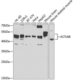 Invitrogen BAF53B Polyclonal Antibody 100 &mu;L; Unconjugated:Antibodies,