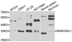 Invitrogen MARCKSL1 Polyclonal Antibody 100 &mu;L; Unconjugated:Antibodies,