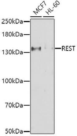 REST Polyclonal Antibody:Antibodies, Polyclonal