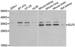 Invitrogen ELF5 Polyclonal Antibody 100 &mu;L; Unconjugated:Antibodies,