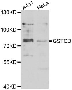 Invitrogen GSTCD Polyclonal Antibody 100 &mu;L; Unconjugated:Antibodies,