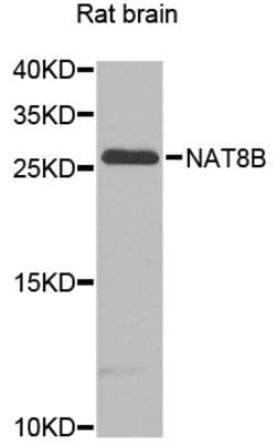 Invitrogen NAT8B Polyclonal Antibody 100 &mu;L | Buy Online | Invitrogen&trade; | Fisher Scientific