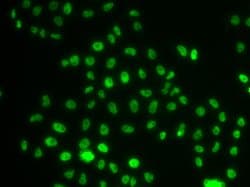 Invitrogen PHIP Polyclonal Antibody 100 &mu;L; Unconjugated:Antibodies,