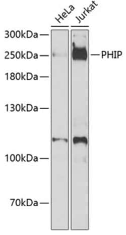 Invitrogen PHIP Polyclonal Antibody 100 &mu;L; Unconjugated:Antibodies,