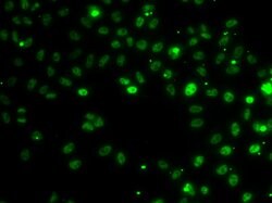 Invitrogen RSRC1 Polyclonal Antibody 100 &mu;L; Unconjugated:Antibodies,