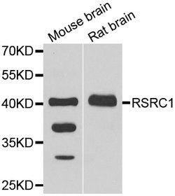 Invitrogen RSRC1 Polyclonal Antibody 100 &mu;L; Unconjugated:Antibodies,