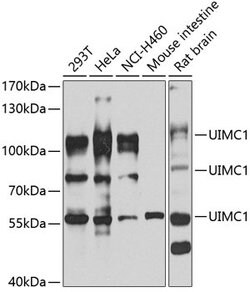 Invitrogen RAP80 Polyclonal Antibody 100 &mu;L; Unconjugated:Antibodies,