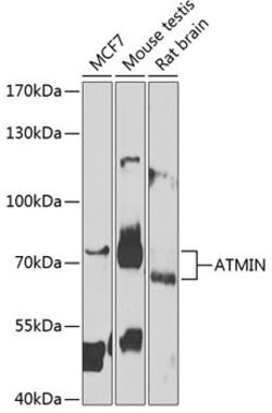 Invitrogen ATMIN Polyclonal Antibody 100 &mu;L; Unconjugated:Antibodies,