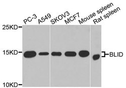 Invitrogen BLID Polyclonal Antibody 100 &mu;L; Unconjugated:Antibodies,