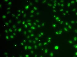 Invitrogen POU6F1 Polyclonal Antibody 100 &mu;L; Unconjugated:Antibodies,