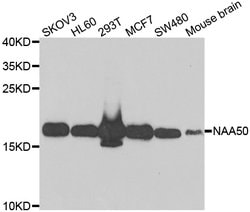 Invitrogen NAT13 Polyclonal Antibody 100 &mu;L; Unconjugated:Antibodies,