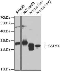 Invitrogen GSTM4 Polyclonal Antibody 100 &mu;L; Unconjugated:Antibodies,