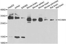 Invitrogen ICAM-4 Polyclonal Antibody 100 &mu;L; Unconjugated:Antibodies,