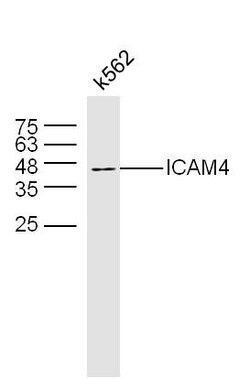 Invitrogen ICAM-4 Polyclonal Antibody 100 &mu;L; Unconjugated:Antibodies,