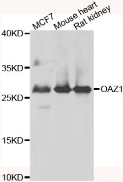 Invitrogen OAZ1 Polyclonal Antibody 100 &mu;L; Unconjugated:Antibodies,