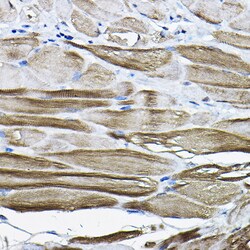 Invitrogen LDB3 Polyclonal Antibody 100 &mu;L; Unconjugated:Antibodies,