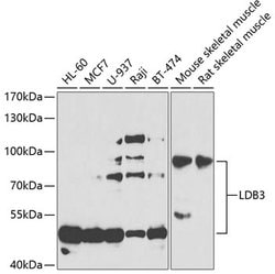 Invitrogen LDB3 Polyclonal Antibody 100 &mu;L; Unconjugated:Antibodies,