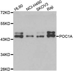 Invitrogen POC1A Polyclonal Antibody 100 &mu;L; Unconjugated:Antibodies,