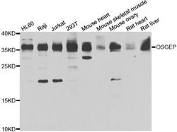 Invitrogen OSGEP Polyclonal Antibody 100 &mu;L; Unconjugated:Antibodies,