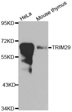 Invitrogen TRIM29 Polyclonal Antibody 100 &mu;L; Unconjugated:Antibodies,