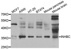 Invitrogen INHBC Polyclonal Antibody 100 &mu;L; Unconjugated:Antibodies,