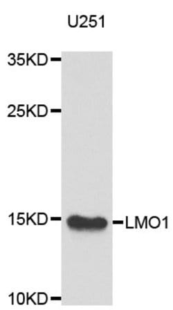 Invitrogen LMO1 Polyclonal Antibody 100 &mu;L; Unconjugated:Antibodies,