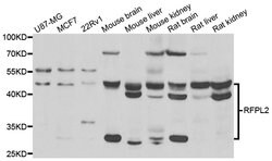 Invitrogen RFPL2 Polyclonal Antibody 100 &mu;L; Unconjugated:Antibodies,