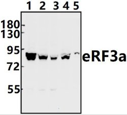 Invitrogen GSPT1 Polyclonal Antibody 100 &mu;L | Buy Online | Invitrogen&trade; | Fisher Scientific