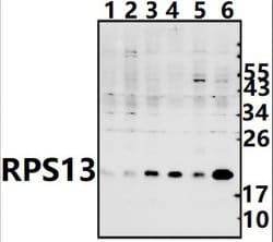 Invitrogen RPS13 Polyclonal Antibody 100 &mu;L; Unconjugated:Antibodies,