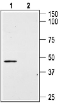 AGTR2 (extracellular) Polyclonal Antibody, Invitrogen 50 &mu;L; Unconjugated:Antibodies,