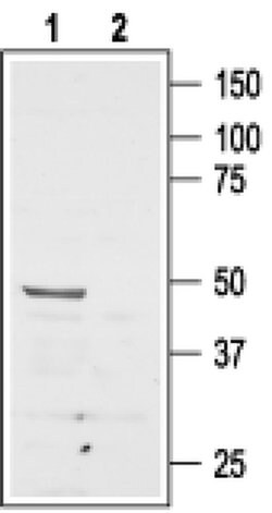 AGTR2 (extracellular) Polyclonal Antibody, Invitrogen 50 &mu;L; Unconjugated:Antibodies,
