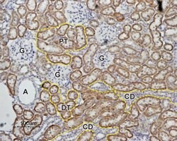 MAS1 Polyclonal Antibody, Invitrogen 50 &mu;L; Unconjugated:Antibodies,