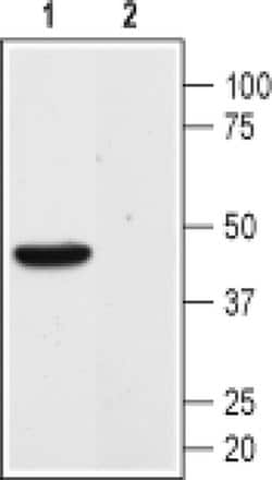 MAS1 Polyclonal Antibody, Invitrogen 50 &mu;L; Unconjugated:Antibodies,