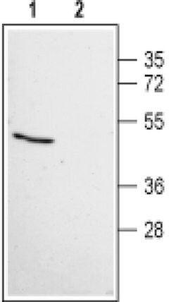 MAS1 Polyclonal Antibody, Invitrogen 50 &mu;L; Unconjugated:Antibodies,