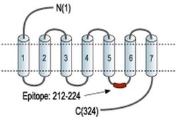 MAS1 Polyclonal Antibody, Invitrogen 50 &mu;L; Unconjugated:Antibodies,