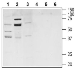 TGR5 Polyclonal Antibody, Invitrogen 50 &mu;L; Unconjugated:Antibodies,