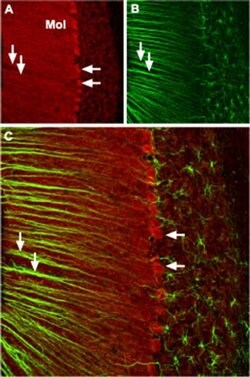 CaV2.1 Polyclonal Antibody, Invitrogen 50 &mu;L; Unconjugated:Antibodies,