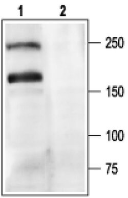 CaV2.1 Polyclonal Antibody, Invitrogen 50 &mu;L; Unconjugated:Antibodies,