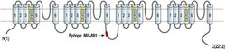 CaV2.1 Polyclonal Antibody, Invitrogen 50 &mu;L; Unconjugated:Antibodies,